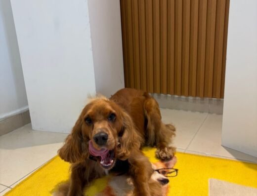 Doggy Lab