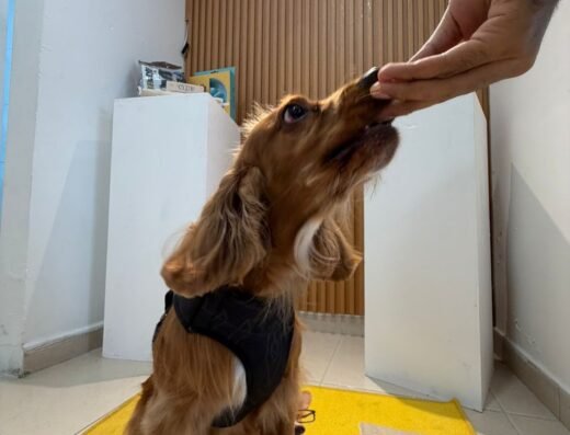 Doggy Lab
