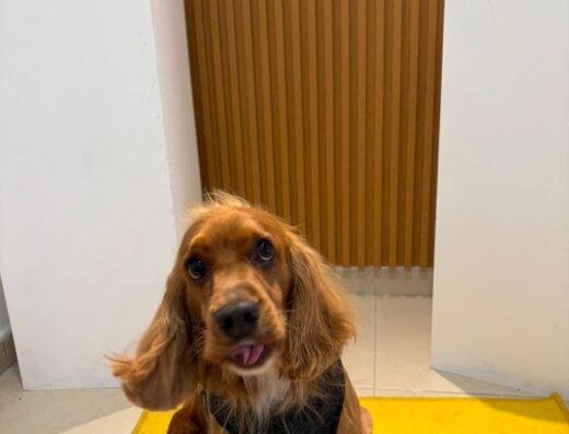 Doggy Lab