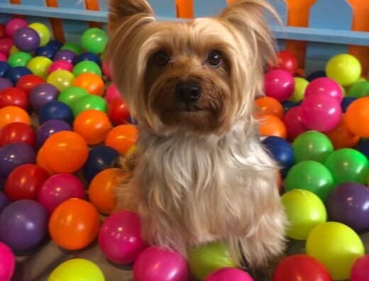 Dogoland Veterinaria & PetSpa