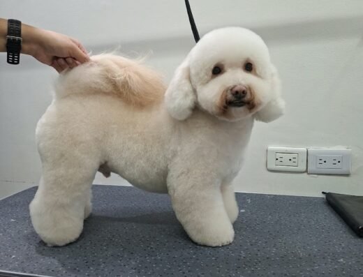 DogWash