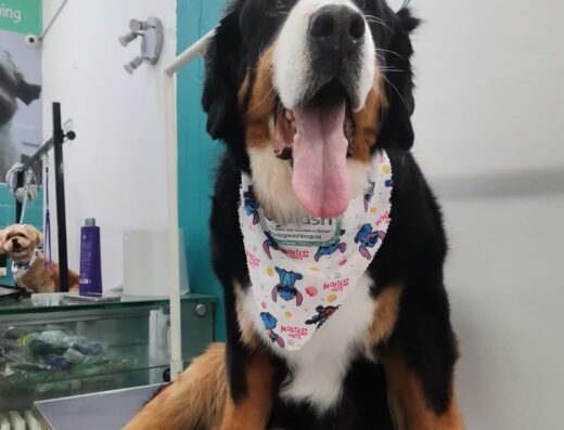 DogWash