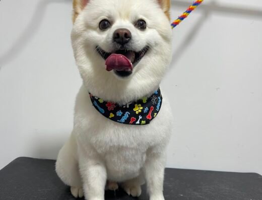 Estética Canina & Felina – The groomer Pet