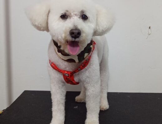 Estética Canina & Felina – The groomer Pet
