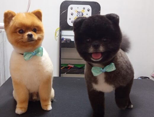 Estética Canina & Felina – The groomer Pet