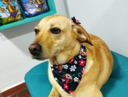 Estética canina y felina Amigo Incondicional