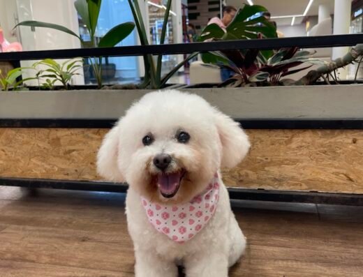 Fans de Pelos – Peluquería canina en Envigado