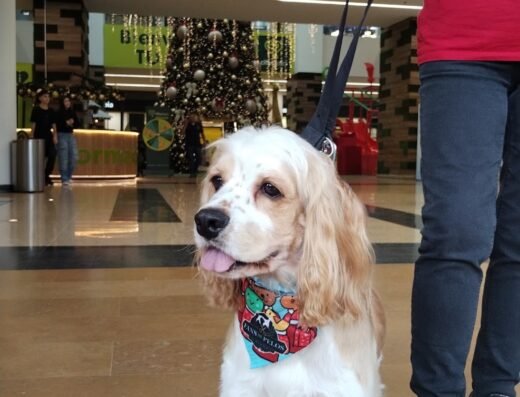 Fans de Pelos – Peluquería canina en Envigado