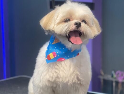 Felipedogspa Peluquería canina y felina