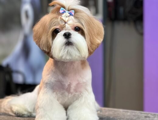 Felipedogspa Peluquería canina y felina