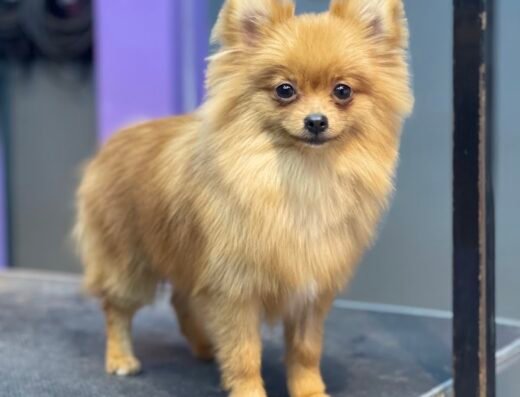 Felipedogspa Peluquería canina y felina