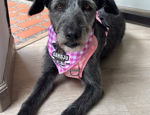 GANDJU PET SHOP (PELUQUERÍA CANINA Y TIENDA DE MASCOTAS)