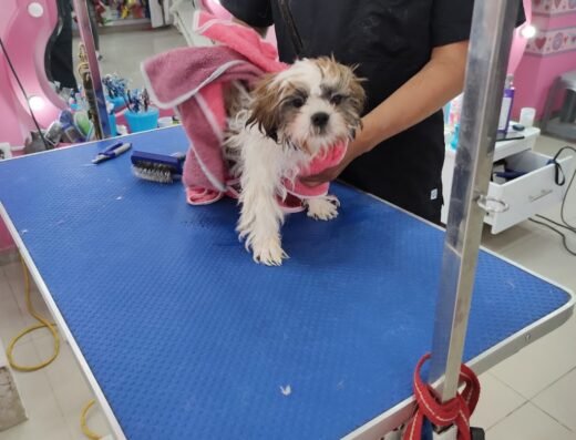 Glamour Pets Modelia