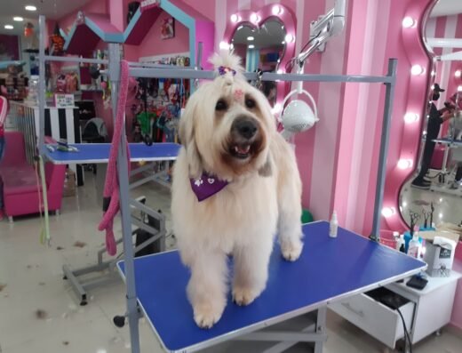 Glamour Pets Modelia