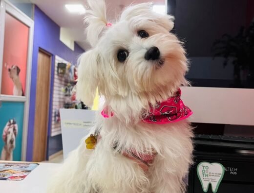 guapo for pets