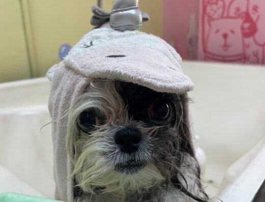 Happy Berry – Peluquería Canina