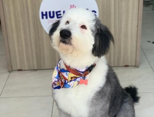 Huellitas petshop y spa