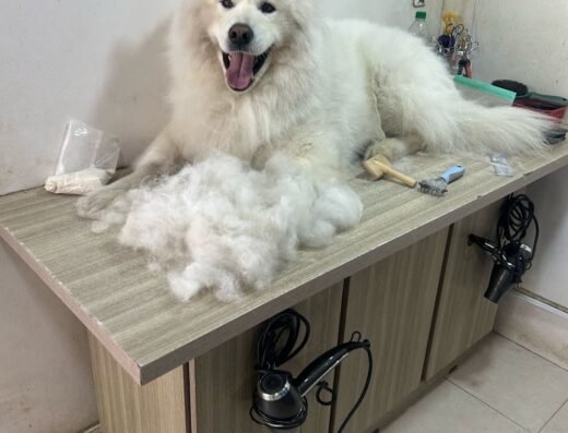Huellitas petshop y spa
