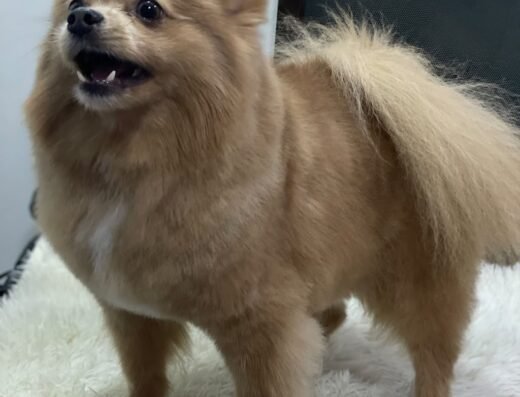 Issapets