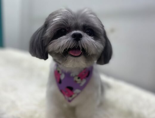 Issapets