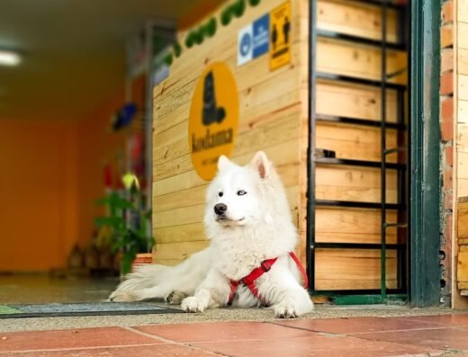 Kodama Pet Care