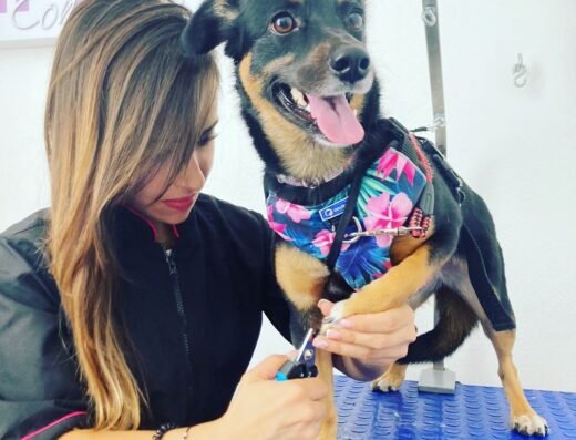 Köpek Groomer’s