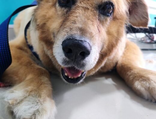 La Bañera – Pet Grooming
