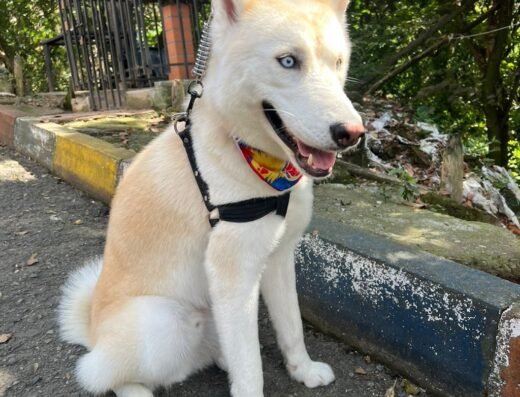 La peluquería de Michi