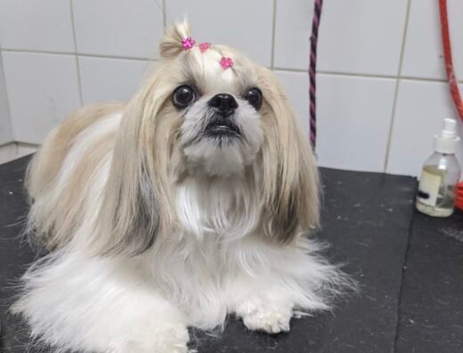 Los Alpes Peluqueria Canina