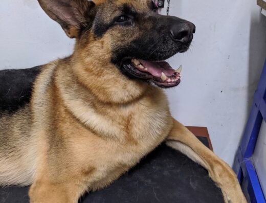 Los Alpes Peluqueria Canina
