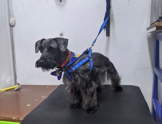 Los Alpes Peluqueria Canina