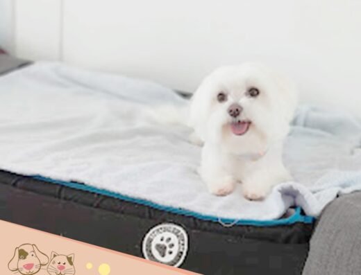 Luna Pet