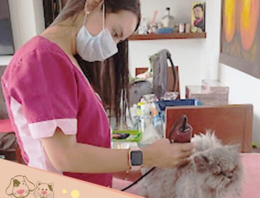 Luna Pet