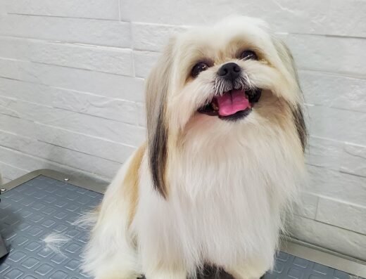 LUXURY PET SPA