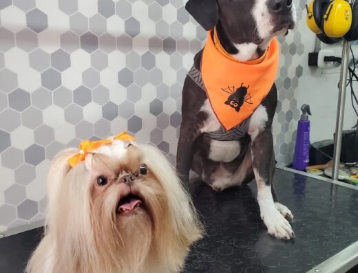 LUXURY PET SPA