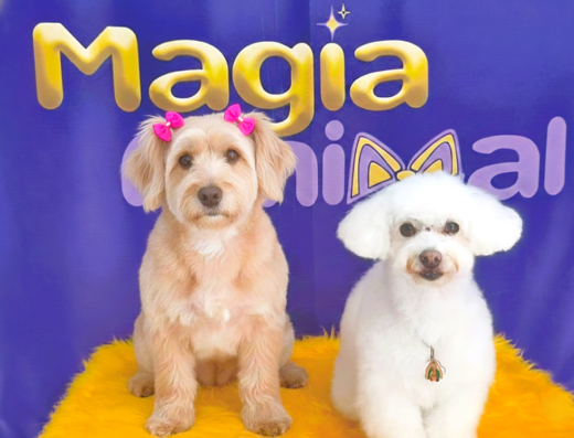 Magia Animal