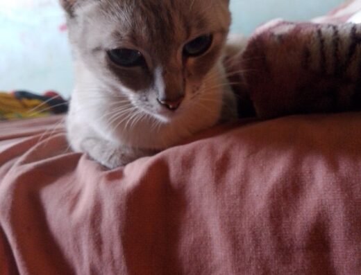 Magia Animal