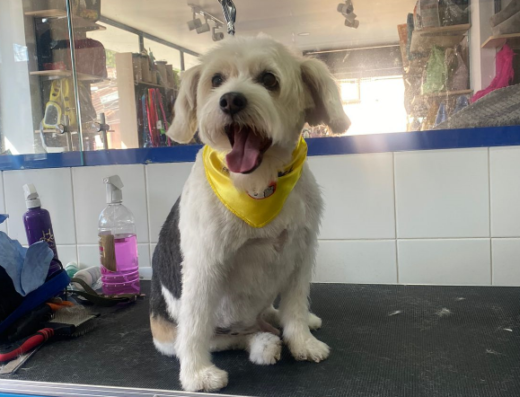 Makki Spa & Petshop