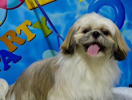 MALÚ MASCOTAS ENVIGADO