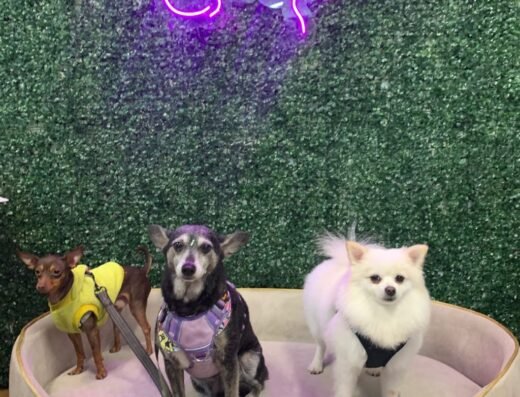 Max Spa – Peluquería y Baño Canino y Felino