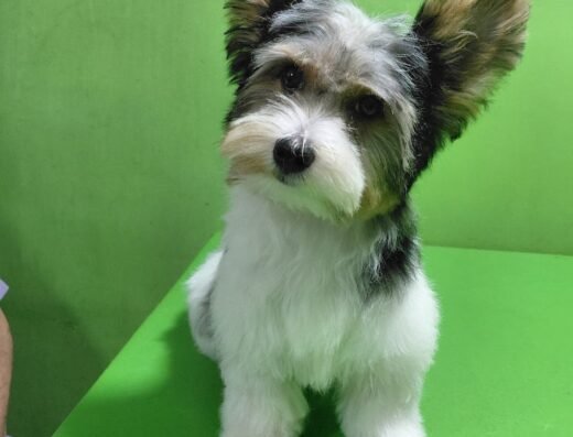 Mi Peluqueria Canina