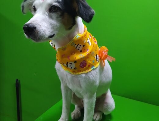 Mi Peluqueria Canina
