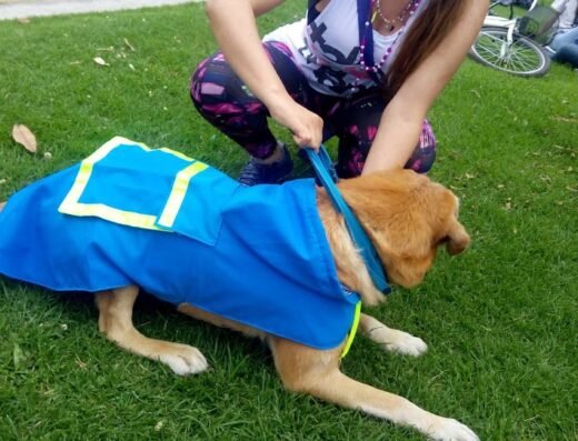 MIMADOG | Peluquería canina y felina, concentrados, juguetes y accesorios, guardería, vacunación y desparasitación.