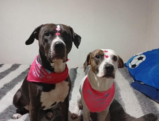 Mis Angelitos Peluquería canina