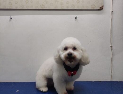 Miss Can Peluquería Canina y felina