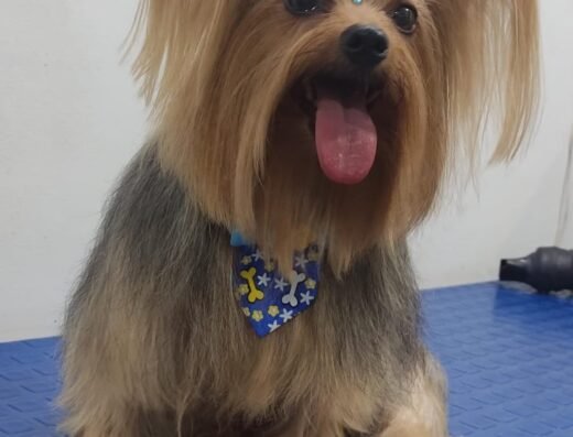 Miss Can Peluquería Canina y felina