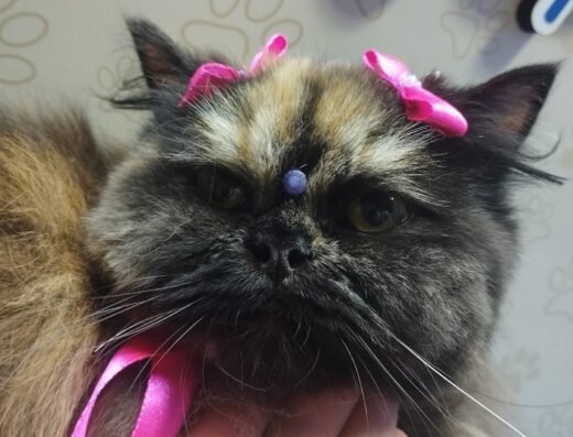 Miss Can Peluquería Canina y felina
