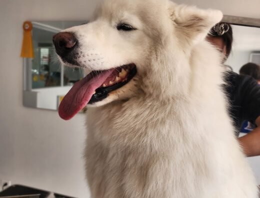 My Pet Grooming