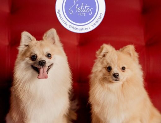 Pelitos Pets