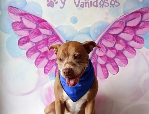 peludos y vanidosos